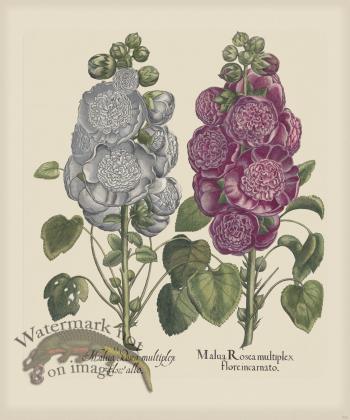 Besler 222 Colored B2